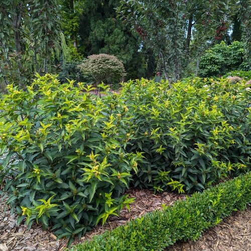 Kodiak® Green - Diervilla x