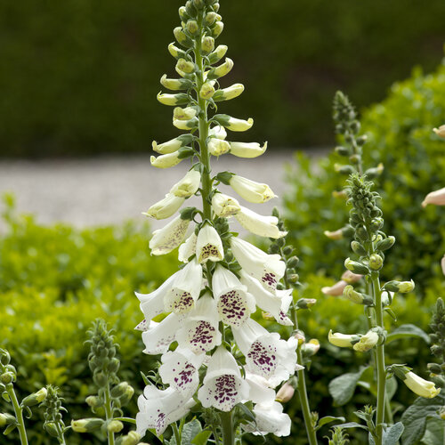 Close-up: 'Dalmatian White' - Foxglove