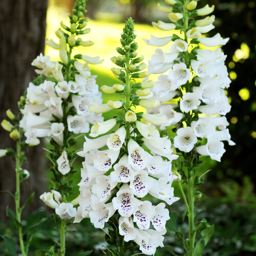 Close-up: 'Dalmatian White' - Foxglove