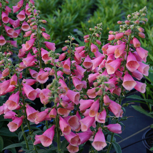 Close-up: Digitalis-Arctic-Fox-Rose