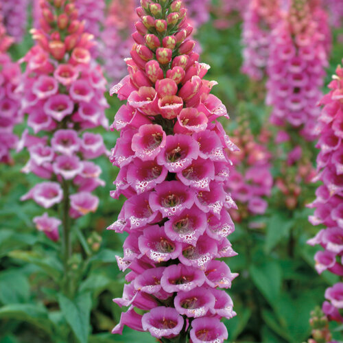'Candy Mountain' - Foxglove - Digitalis hybrida