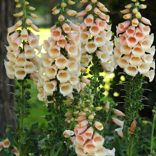 'Dalmatian Peach' - Foxglove - Digitalis hybrida