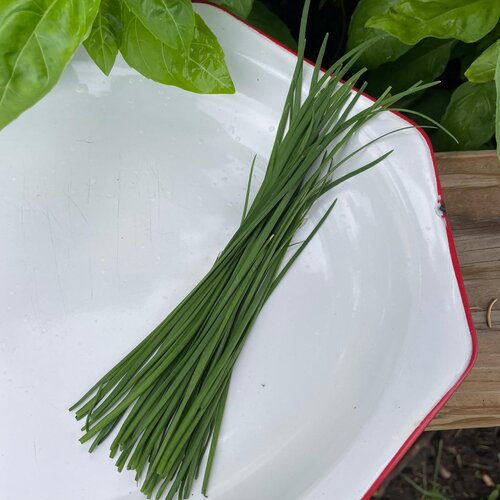 Dip Delight™ - Garlic Chives - Allium tuberosum