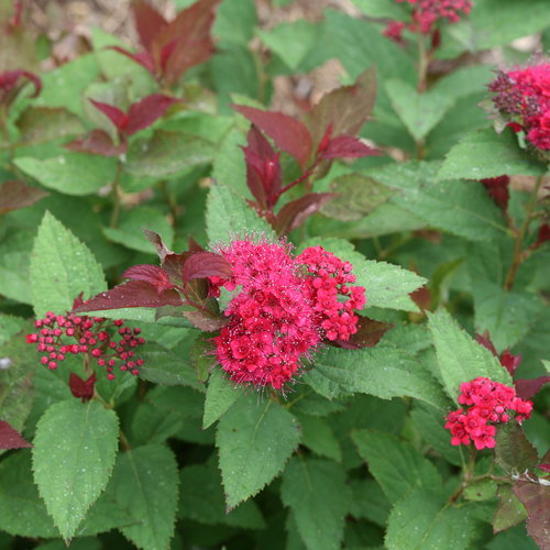 Double Play Doozie® - Spirea - Spiraea  - Red flowering summer to fall