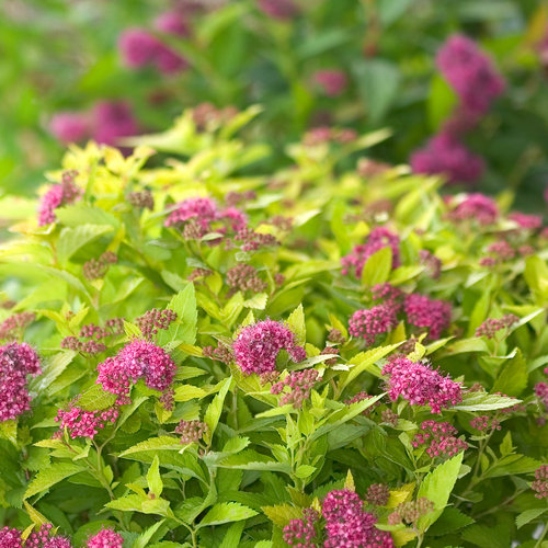 Double Play® Gold - Spirea - Spiraea japonica