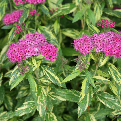 double_play_painted_lady_spirea_foliage.jpg