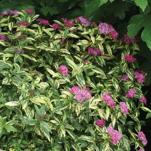 double_play_painted_lady_spirea_landscape.jpg