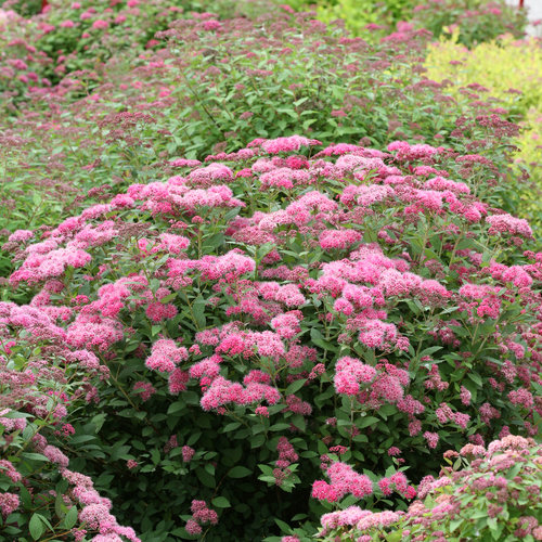 Double Play Pink Spirea Spiraea Japonica Proven Winners