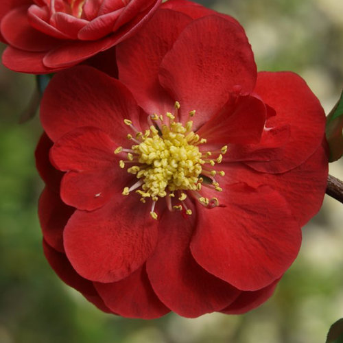 Healthy 3 Plants Potted Red Dragons Blood Double Flowering Quince 