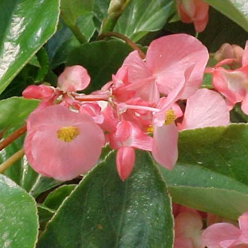 Dragon Wing® Pink - Angelwing Begonia - Begonia hybrid