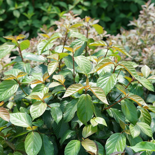 Shiny Dancer® - Viburnum x