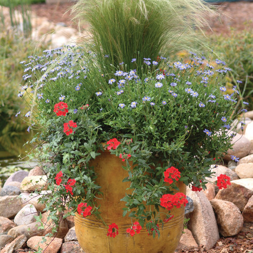 Cape Town Blue Blue Felicia Daisy Felicia Hybrid Proven Winners