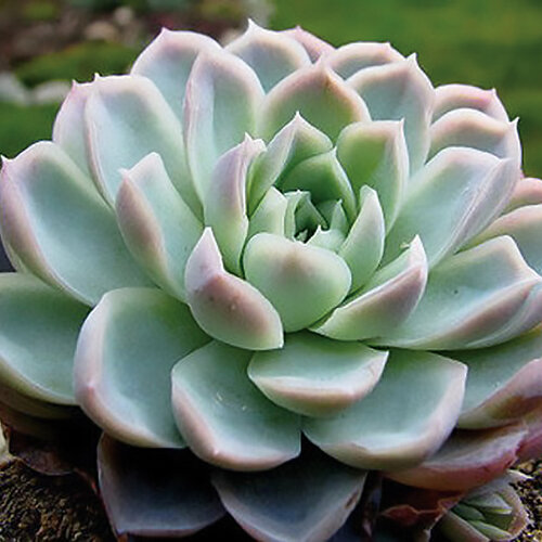 Elegans - Echeveria unknown