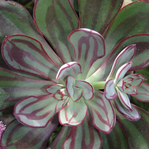 Close-up: Painted Echeveria