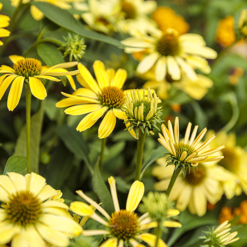 echinacea_color_coded_yellow_my_darling_29.jpg