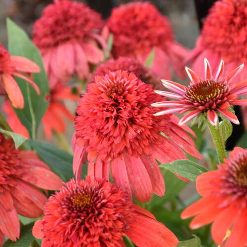Double Dipped™ 'Jamberry' - Coneflower - Echinacea hybrid