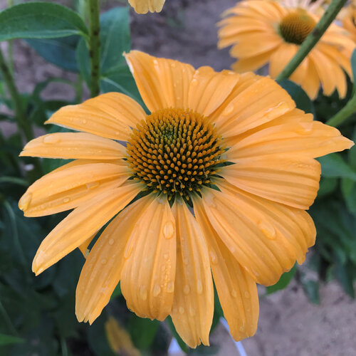 Color Coded® 'One in a Melon' - Coneflower - Echinacea hybrid
