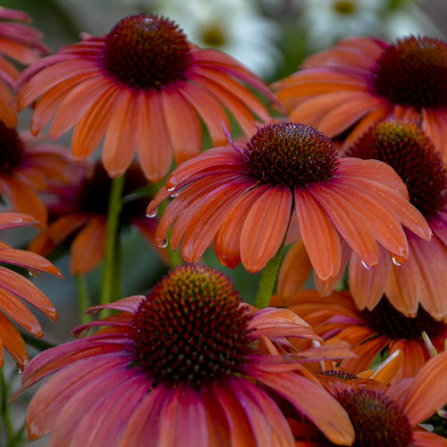 Color Coded Orange You Awesome Coneflower Echinacea Hybrid Proven Winners,Gas Dryer Vs Electric Dryer