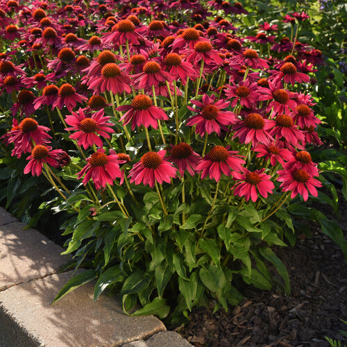 Landscape: Sombrero Poco™ Hot Pink - Coneflower