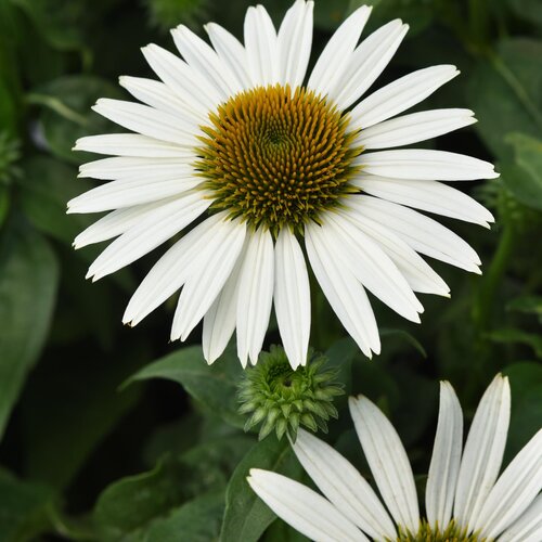 Sombrero Poco™ White - Coneflower - Echinacea x hybrid