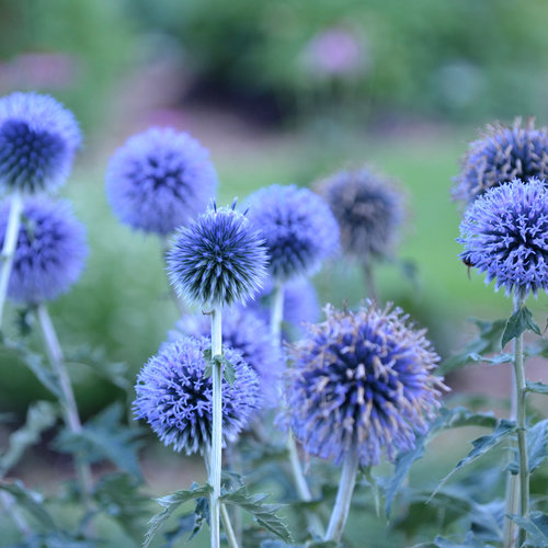 How to Grow Blue Globe Thistle 
