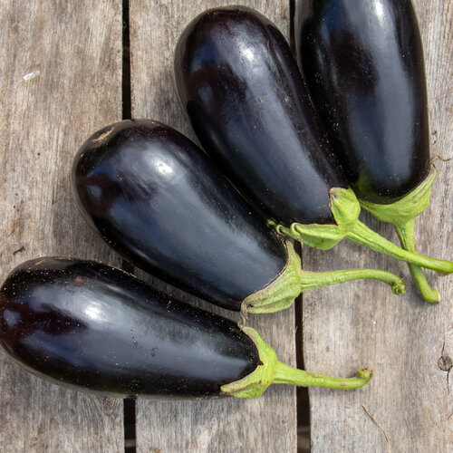 Gaudi - Eggplant - Solanum Melongena