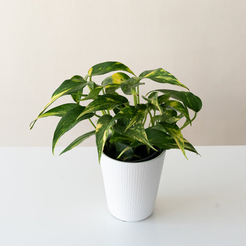 Beautifall® Golden Ray™ - Golden Pothos - Epipremnum aureum