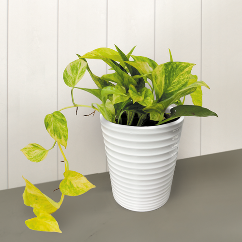 Beautifall® Golden Glen™ - Golden Pothos - Epipremnum aureum