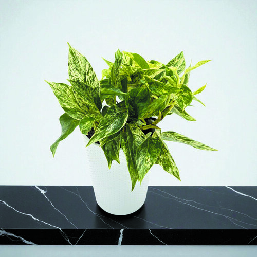 Beautifall® Sea Storm™ - Golden Pothos - Epipremnum aureum