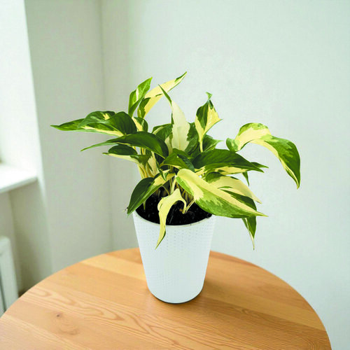 Beautifall® Snowy Stream™ - Golden Pothos - Epipremnum aureum