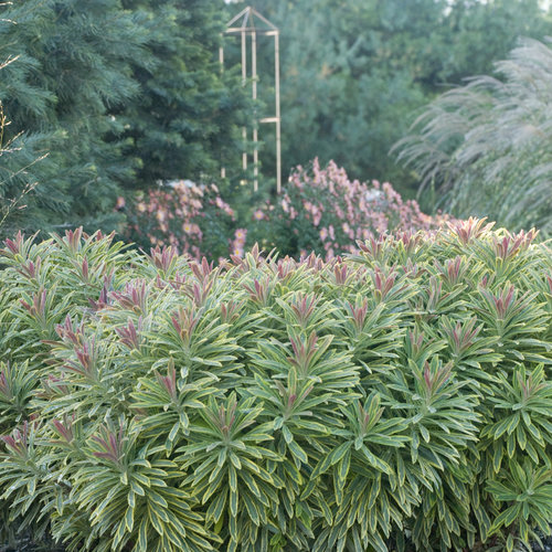 'Ascot Rainbow' - Spurge - Euphorbia martinii
