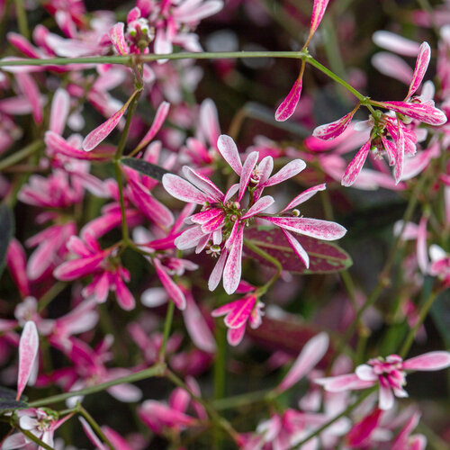 'Euphoric Starblast Pink' - Euphorbia Hypericifolia