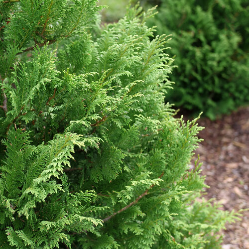 Cedar Rapids™ - False Cypress - Chamaecyparis pisifera