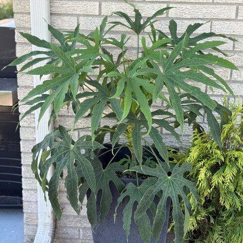 High Five™ 'Green Fingers' - Fatsia polycarpa