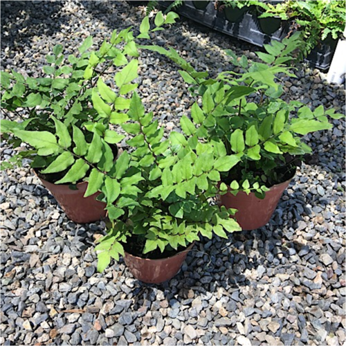 Proven Accents®  - Dwarf Holly Fern - Cyrtomium fortune