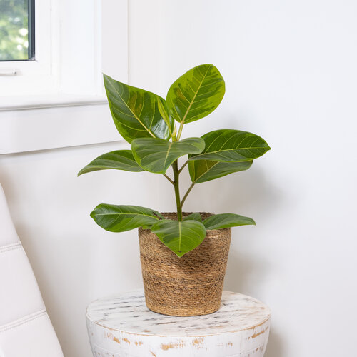 Cling-On® Yellow Gem - Council Tree - Ficus altissima