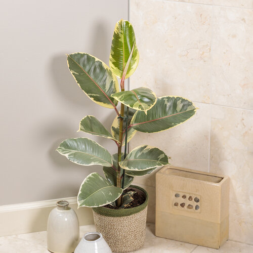 Chroma™ Tineke - Rubber Plant - Ficus elastica