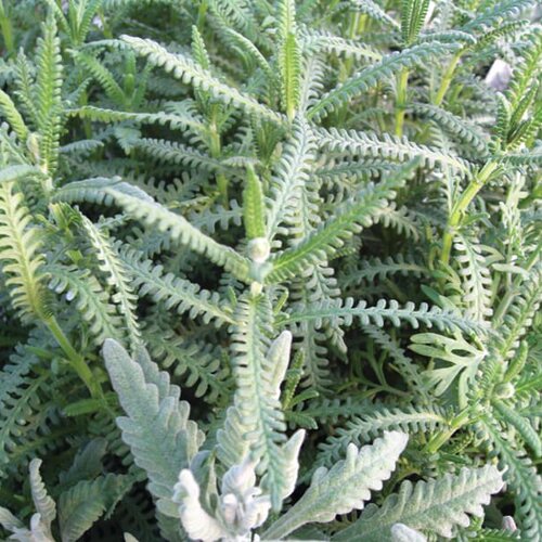 Fields of Fringed™ - Lavender - Lavandula dentata