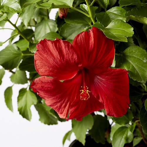 Hollywood® First to Arrive® - Tropical Hibiscus - Hibiscus hybrid