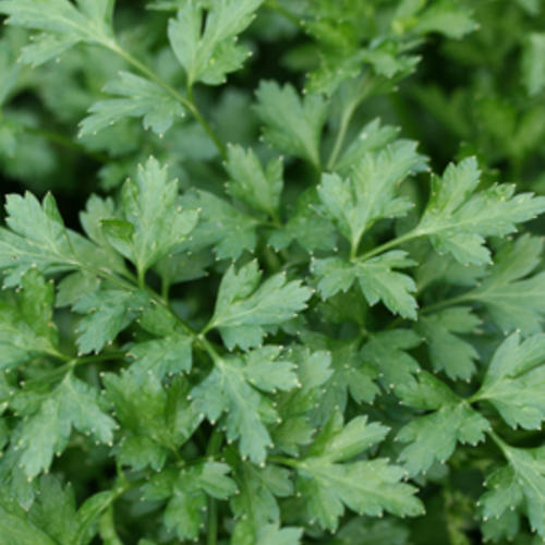 Flat Italian Parsley - Petroselinum neapolitanum