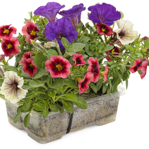 Supertunia® Royal Velvet® Petunia hybrid Proven Winners