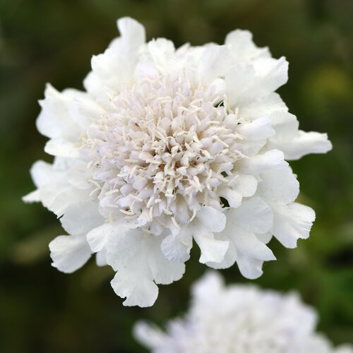 Flutter™ Pure White - Pincushion Flower - Scabiosa columbaria