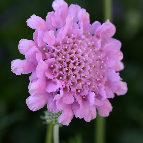 Flutter™ Rose Pink - Pincushion Flower - Scabiosa columbaria