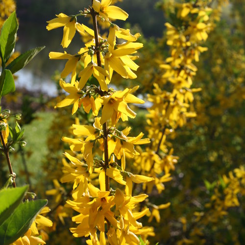 forsythia_flying_machine_2.jpg