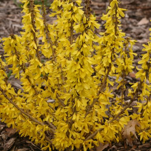 dwarf forsythia