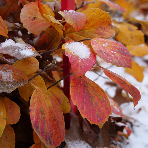 fothergilla_legend_of_the_fall_4.jpg