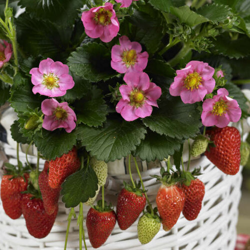 'Gasana' - Ornamental & Edible Everbearing Strawberry - Fragaria ananassa