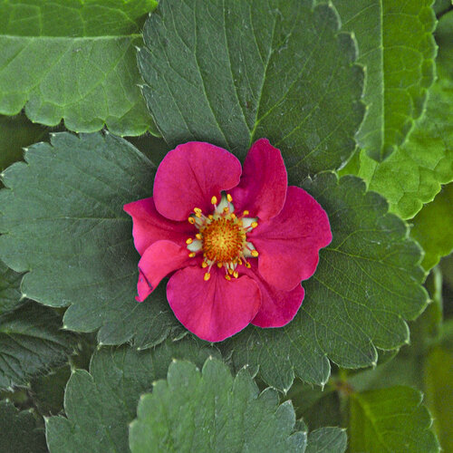 Close-up: 'Tristan' - Ornamental &amp; Edible Everbearing Strawberry