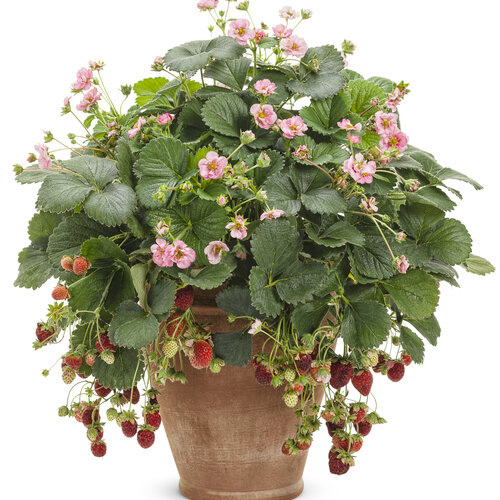 fragaria_berried_treasure_pink_mono.jpg