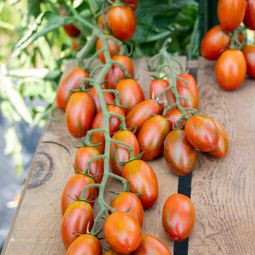 Fruit Fest™ Red Raisin - Cherry Tomato - Solanum lycopersicum